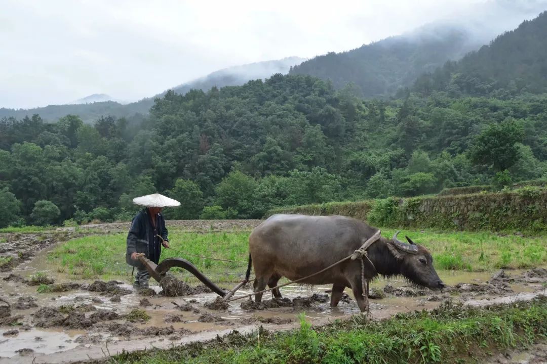 紫阳富硒茶半亩田(紫阳富硒茶园观光)-硒宝网