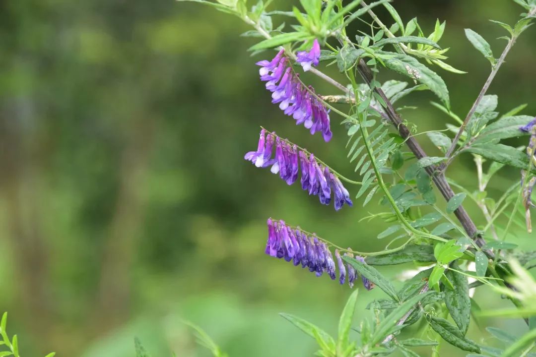 紫阳富硒茶半亩田(紫阳富硒茶园观光)-硒宝网