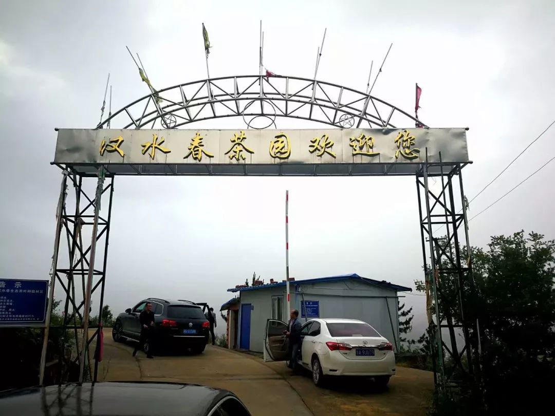 紫阳富硒茶半亩田(紫阳富硒茶园观光)-硒宝网