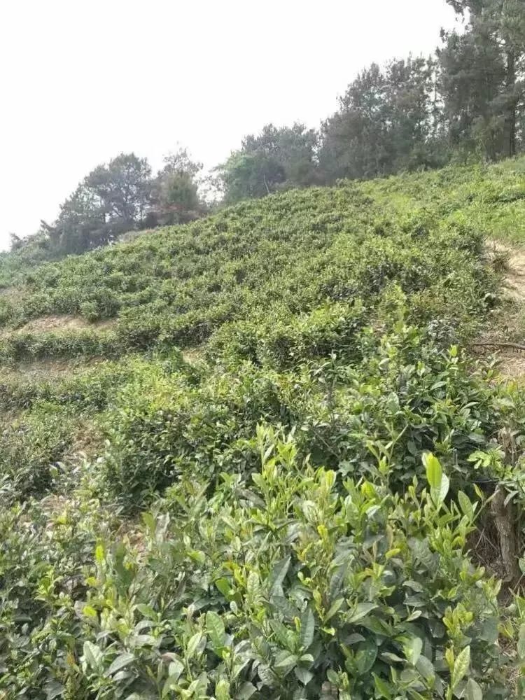 紫阳富硒茶半亩田(紫阳富硒茶园观光)-硒宝网