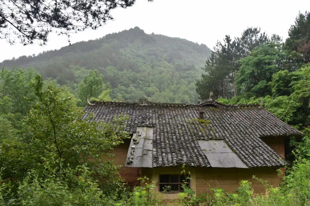 紫阳富硒茶半亩田(紫阳富硒茶园观光)-硒宝网