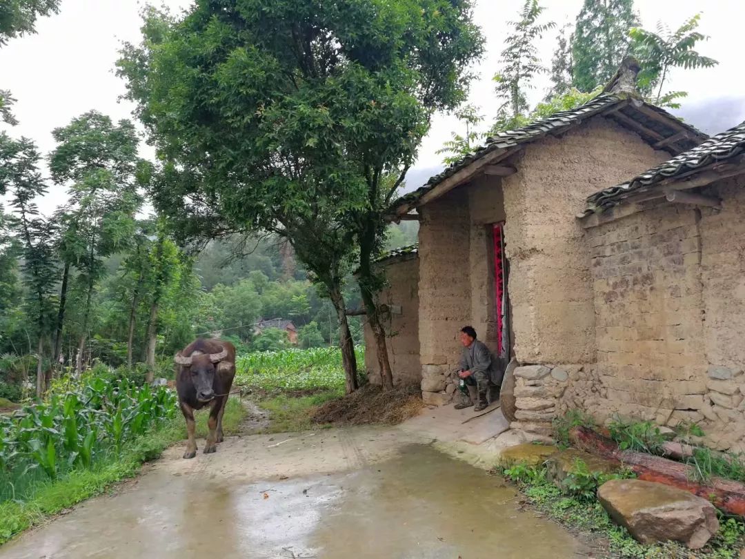 紫阳富硒茶半亩田(紫阳富硒茶园观光)-硒宝网