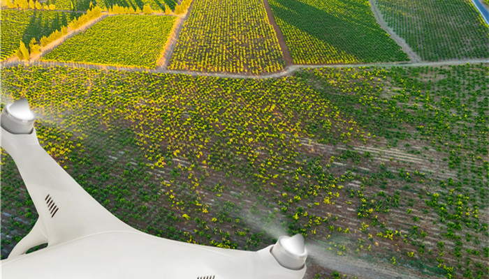 富硒大叶蛋白菊茶(蛋白菊是骗局吗)-硒宝网