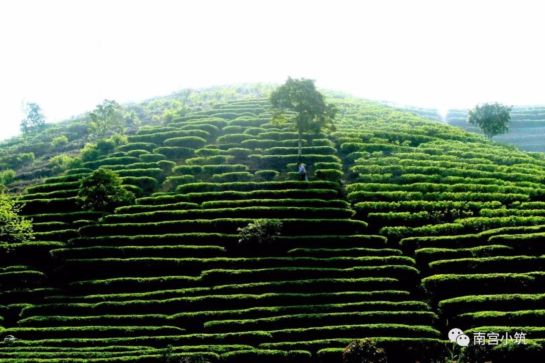 富硒茶能煮着喝吗(富硒茶的禁忌)-硒宝网