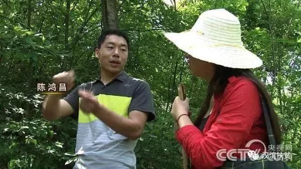 安康富硒茶和姚华(安康富硒茶产业)-硒宝网