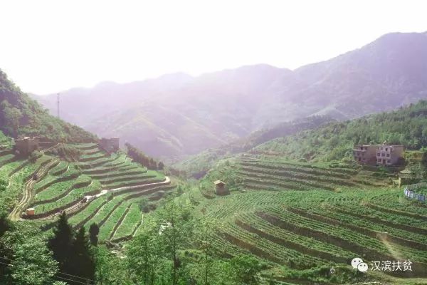 安康富硒茶和姚华(安康富硒茶产业)-硒宝网