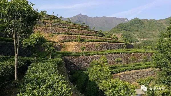 安康富硒茶和姚华(安康富硒茶产业)-硒宝网