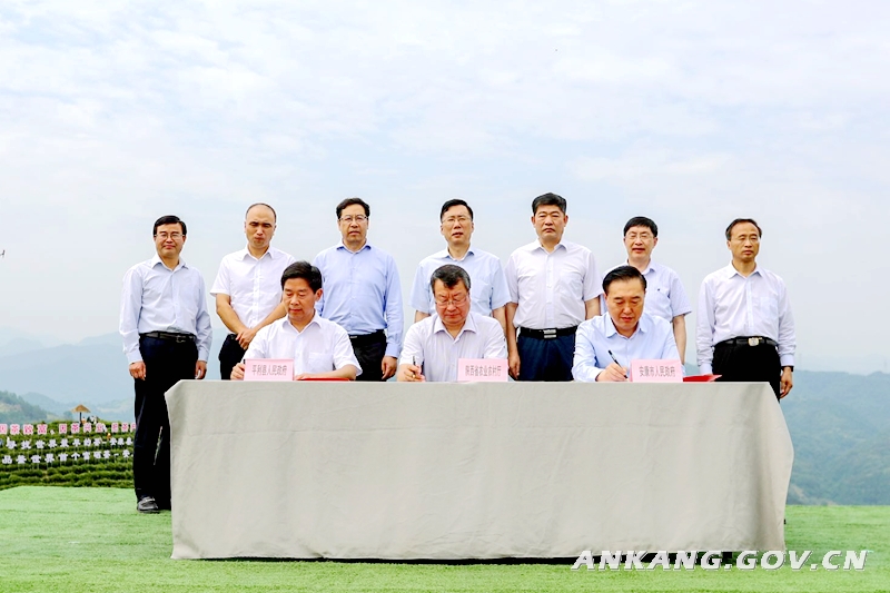 陕西安康富硒紫茶（陕西紫阳富硒茶是红茶还是绿茶）-硒宝网