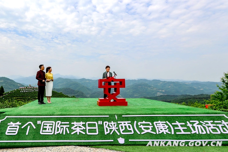 陕西安康富硒紫茶（陕西紫阳富硒茶是红茶还是绿茶）-硒宝网