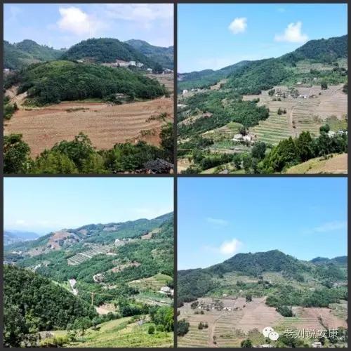 安康陈荣堂富硒茶(陈荣堂在安康市资产排名多少)-硒宝网