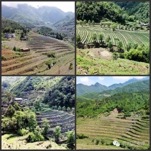 安康陈荣堂富硒茶(陈荣堂在安康市资产排名多少)-硒宝网