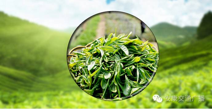 安康富硒茶旗舰店(安康富硒茶属于什么茶)-硒宝网