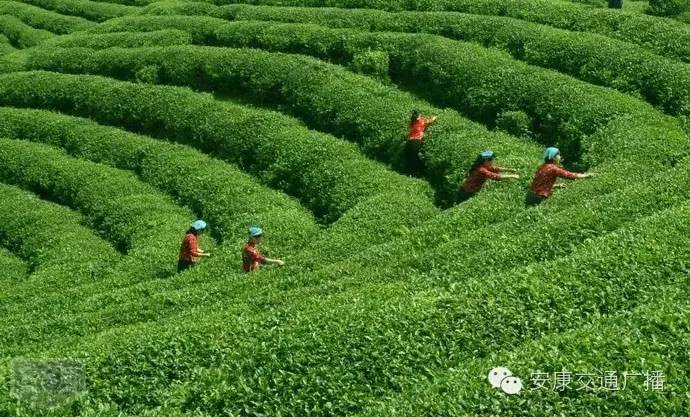 安康富硒茶旗舰店(安康富硒茶属于什么茶)-硒宝网