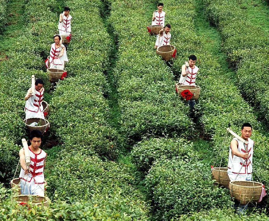 紫阳富硒茶和仙毫(汉中仙毫与紫阳毛尖哪个好)-硒宝网