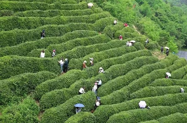 紫阳富硒茶和仙毫(汉中仙毫与紫阳毛尖哪个好)-硒宝网