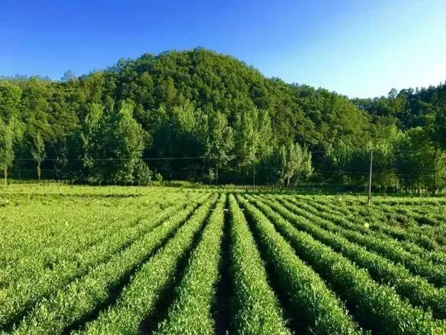 紫阳富硒茶和仙毫(汉中仙毫与紫阳毛尖哪个好)-硒宝网