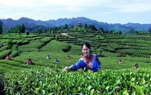 紫阳富硒茶和仙毫(汉中仙毫与紫阳毛尖哪个好)-硒宝网