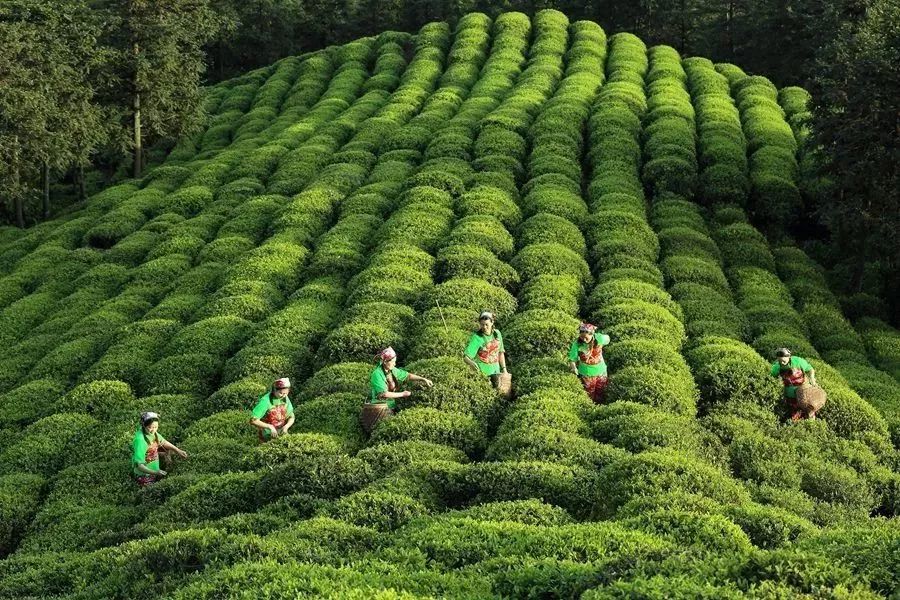 紫阳富硒茶和仙毫(汉中仙毫与紫阳毛尖哪个好)-硒宝网