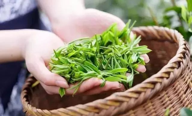 紫阳富硒茶和仙毫(汉中仙毫与紫阳毛尖哪个好)-硒宝网