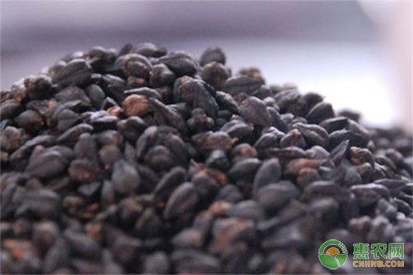 正宗富硒黑苦荞茶(富硒黑苦荞茶礼品盒茶价格)-硒宝网