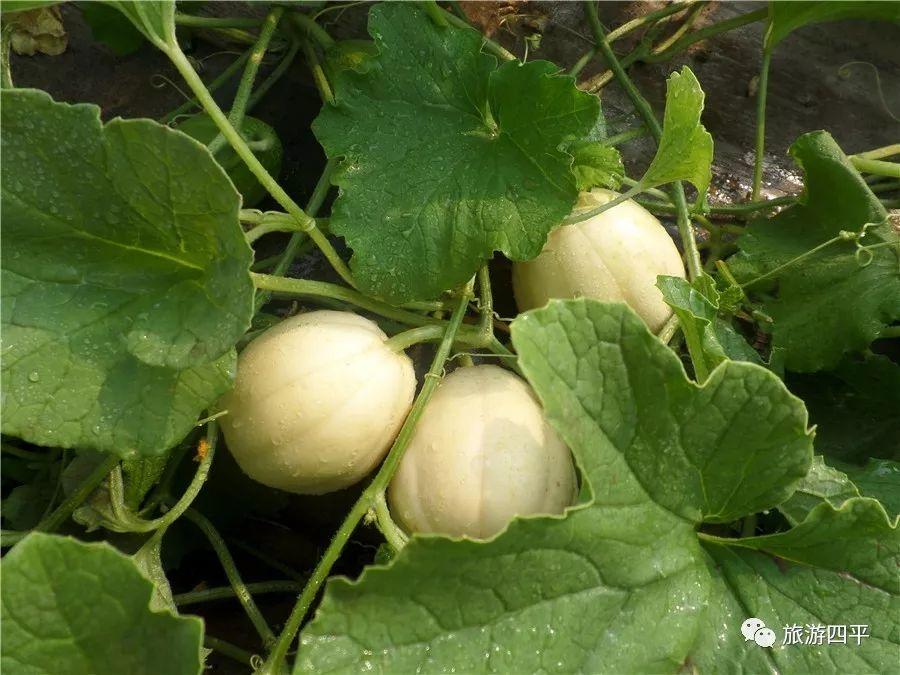 富硒荞子茶有哪些（茶荞子富硒有什么作用）-硒宝网