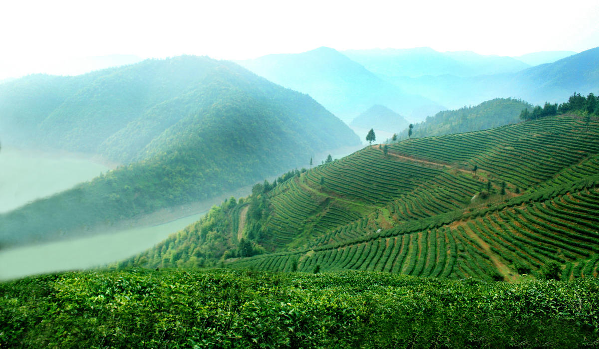 台湾富硒茶多少钱(富硒茶的价钱如何)-硒宝网