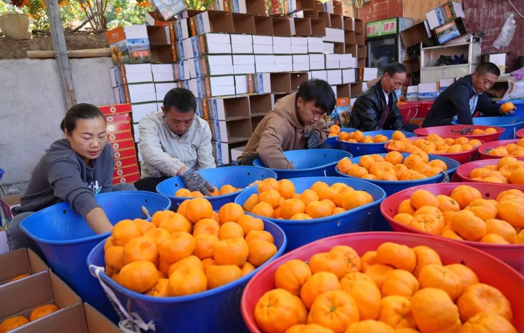 富硒玫瑰茶多少钱（富硒玫瑰花蕾茶的功效与作用）-硒宝网