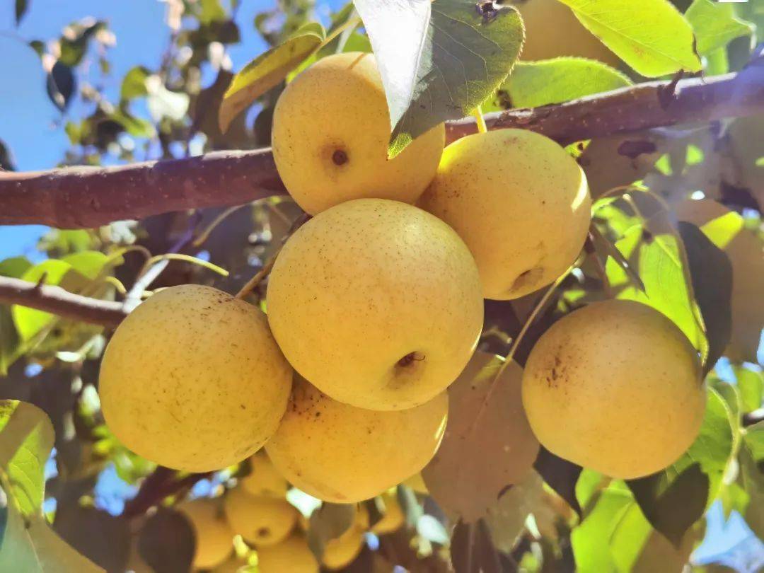 富硒玫瑰茶多少钱（富硒玫瑰花蕾茶的功效与作用）-硒宝网