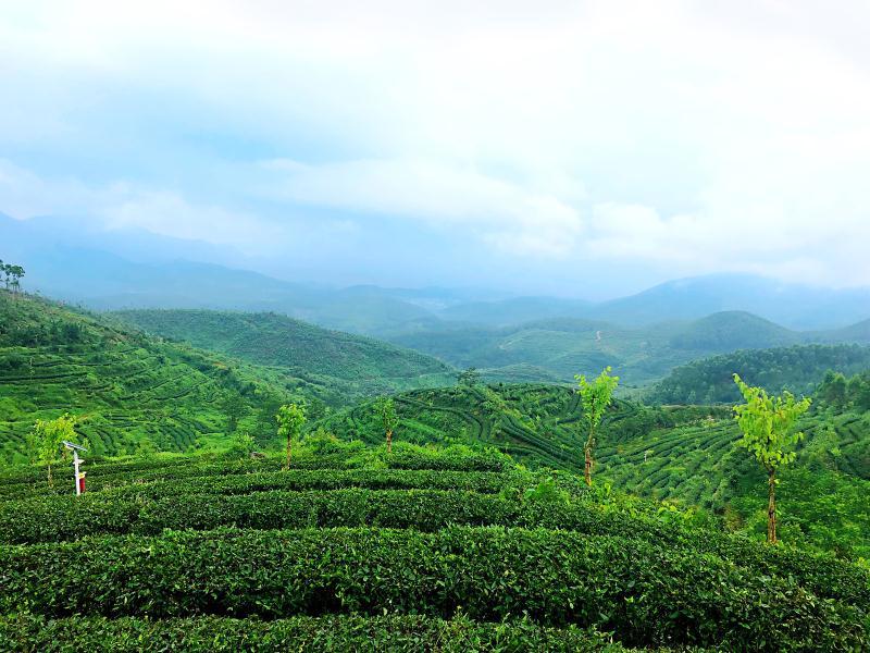 培新街紫阳富硒茶(紫阳富硒茶场观光园)-硒宝网