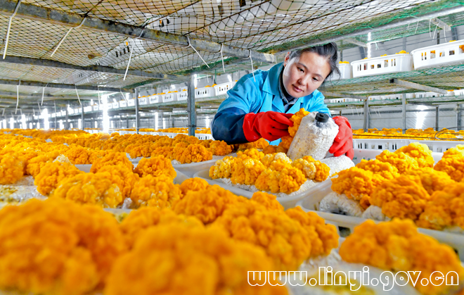 仙寓山大山富硒茶（仙寓山硒茶价格）-硒宝网