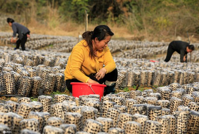 仙寓山大山富硒茶（仙寓山硒茶价格）-硒宝网