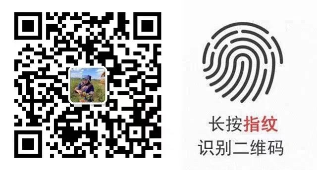 富硒黄金茶的泡法(黄金茶的药效)-硒宝网