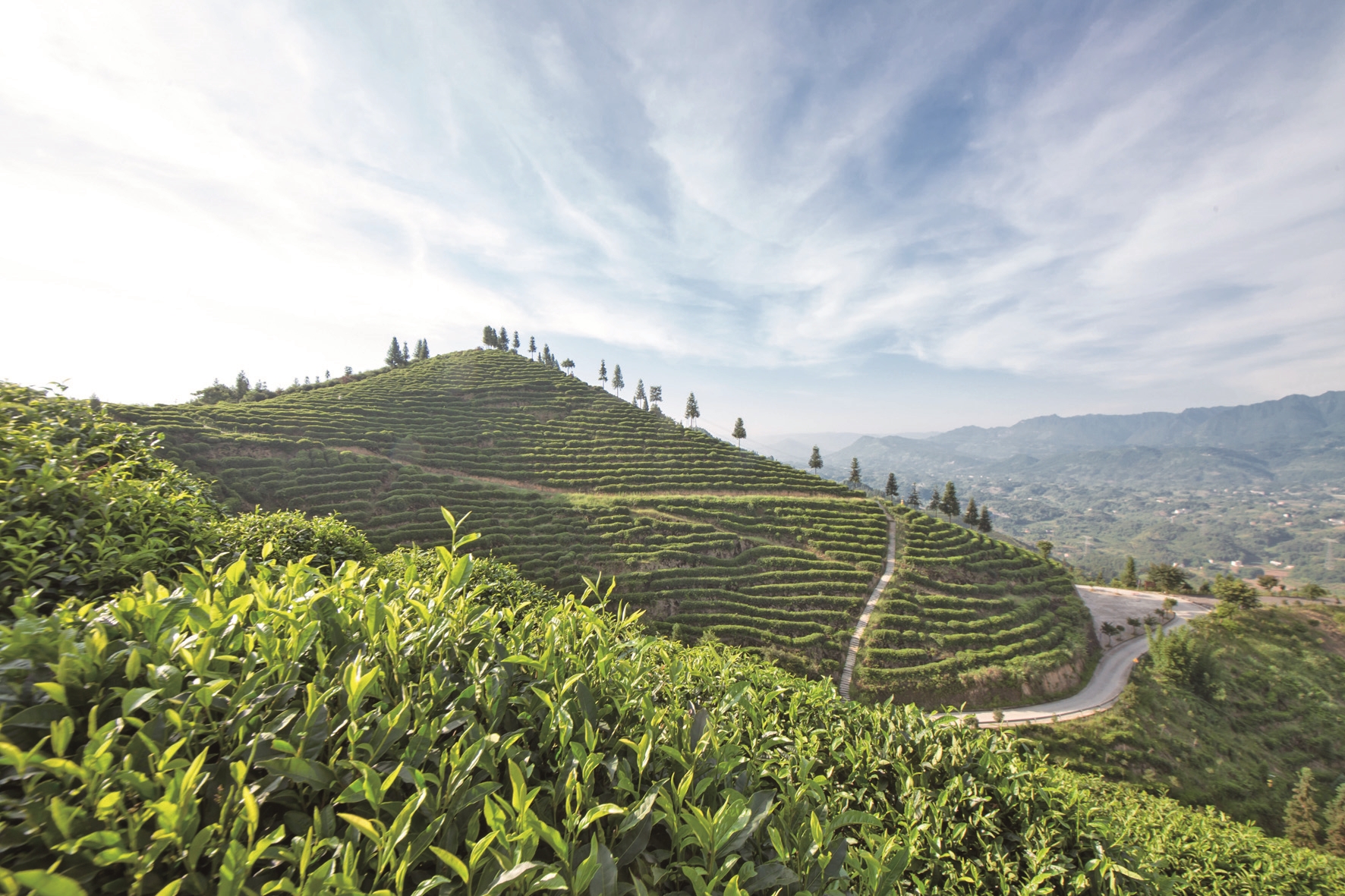 重庆富硒茶生产商(江津富硒茶叶)-硒宝网