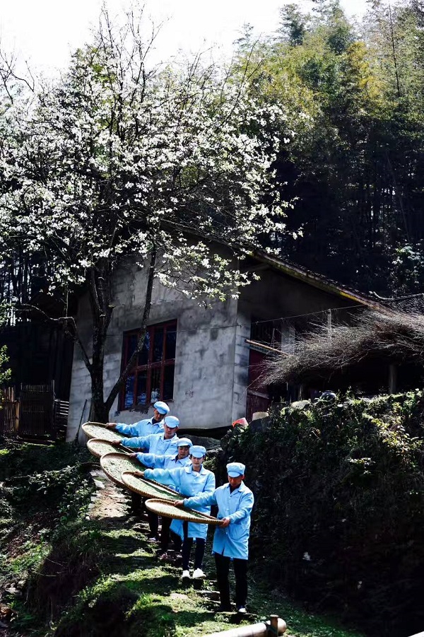 湖南富硒茶供应商(湖南富硒产业协会)-硒宝网