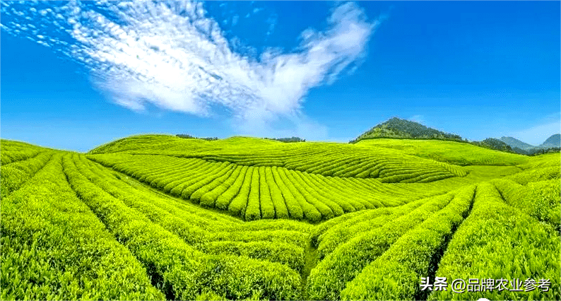 毕节凤岗富硒锌茶(凤冈锌硒茶乡)-硒宝网