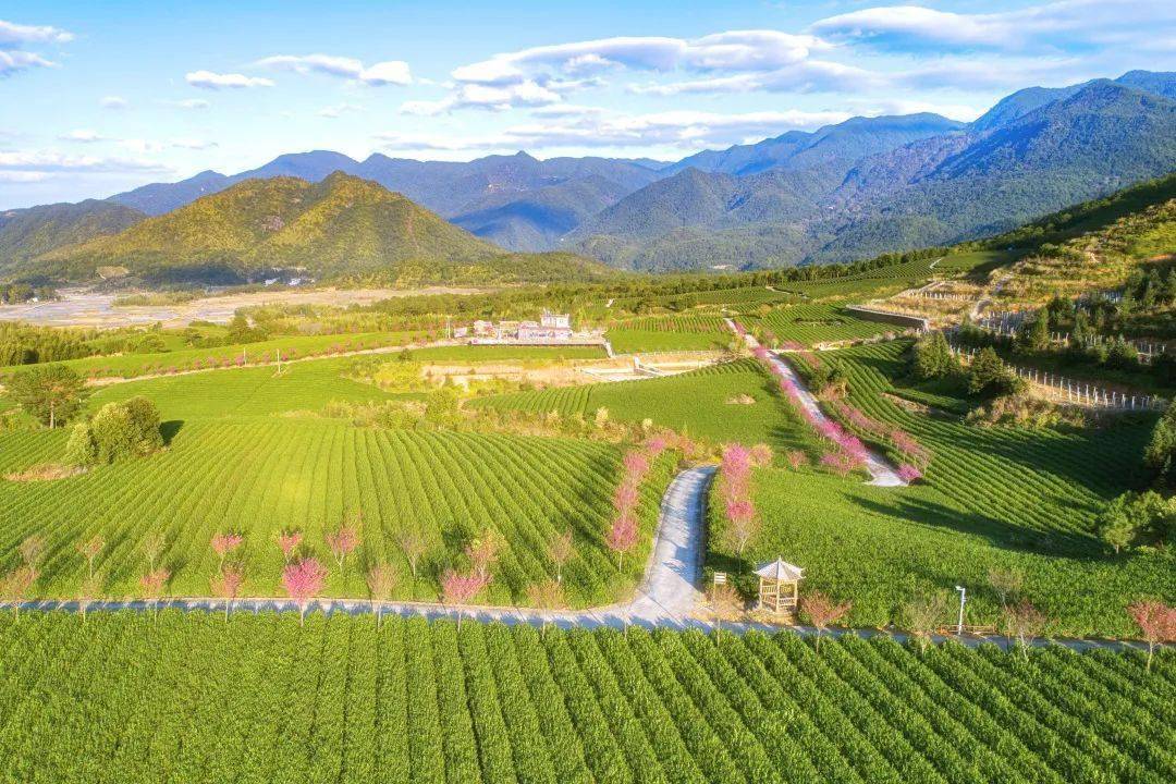 富硒茶的发展现状(现状茶富硒发展趋势分析)-硒宝网