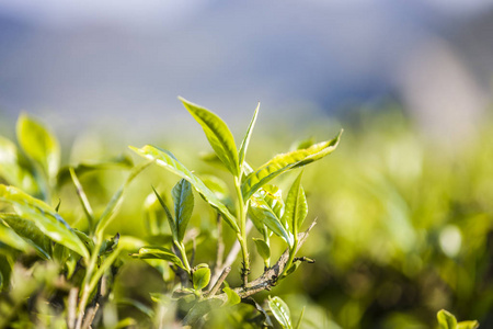 富硒茶的发展现状(现状茶富硒发展趋势分析)-硒宝网