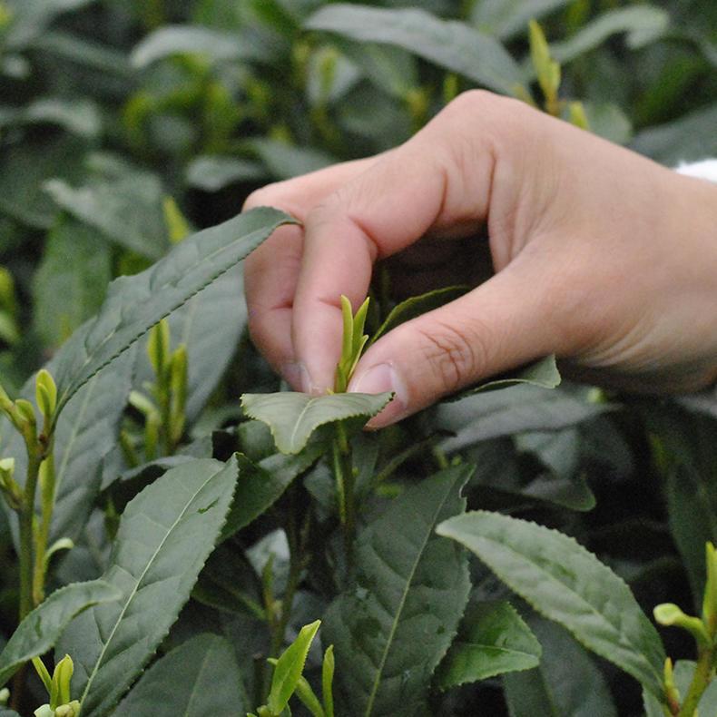 富硒大叶茶与泡澡（泡澡茶大叶富硒好吗）-硒宝网