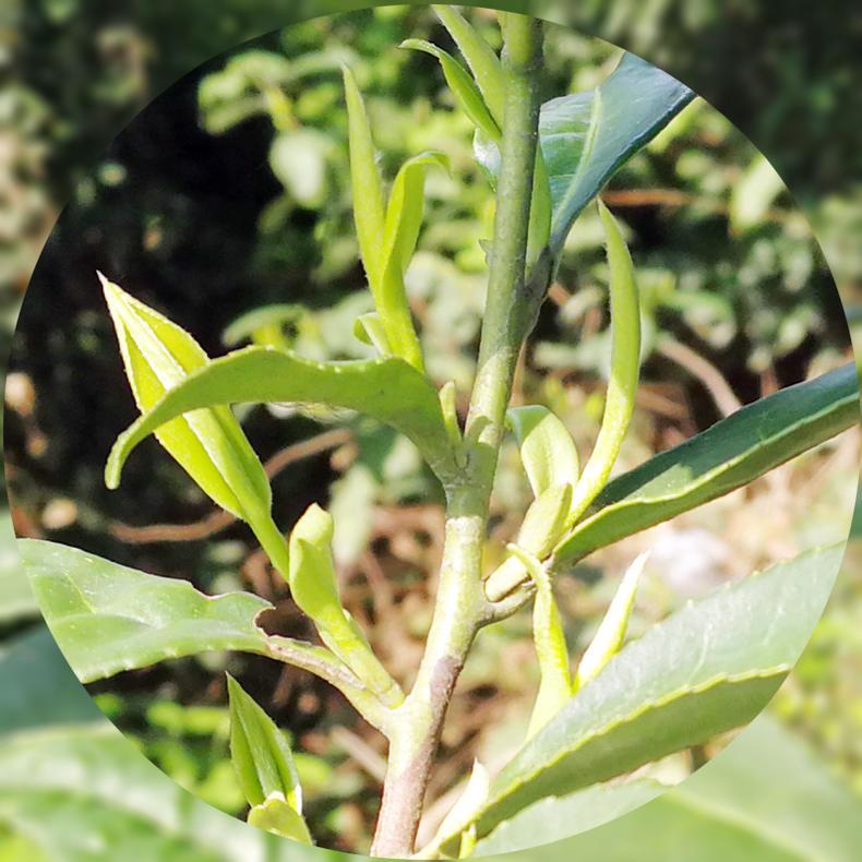 富硒大叶茶与泡澡（泡澡茶大叶富硒好吗）-硒宝网