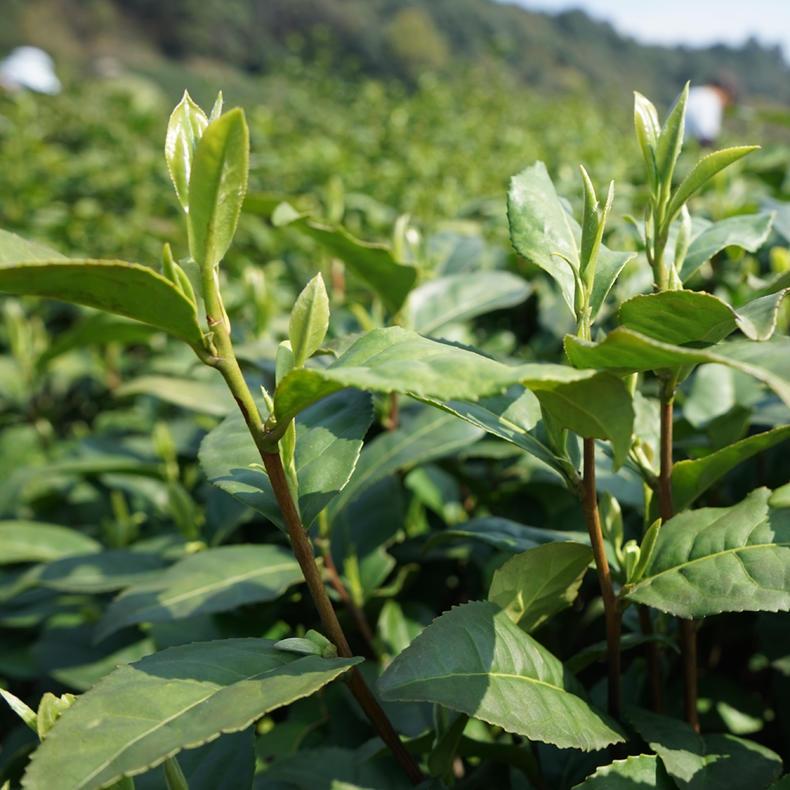 富硒大叶茶与泡澡（泡澡茶大叶富硒好吗）-硒宝网