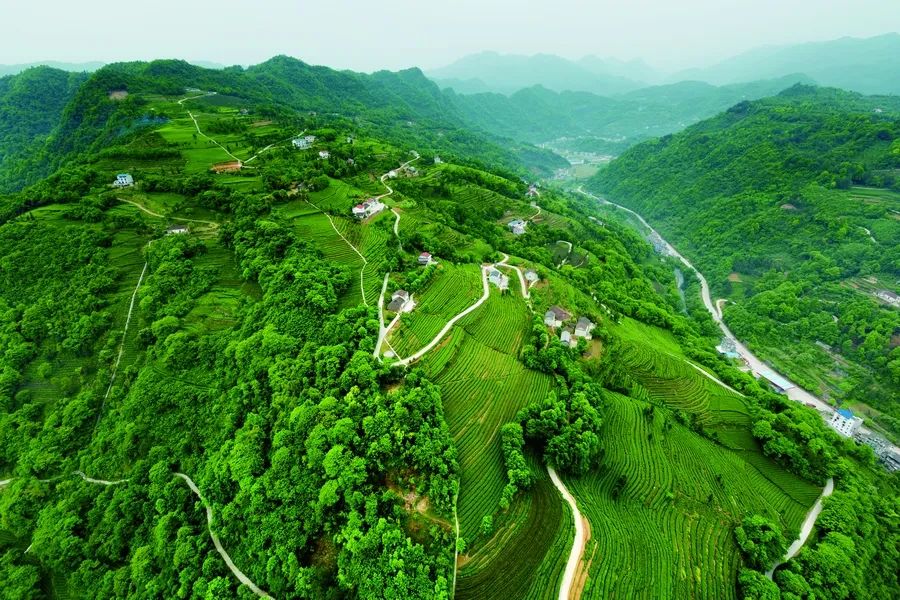 湖北省富硒茶标准(湖北富硒茶多少钱一斤)-硒宝网