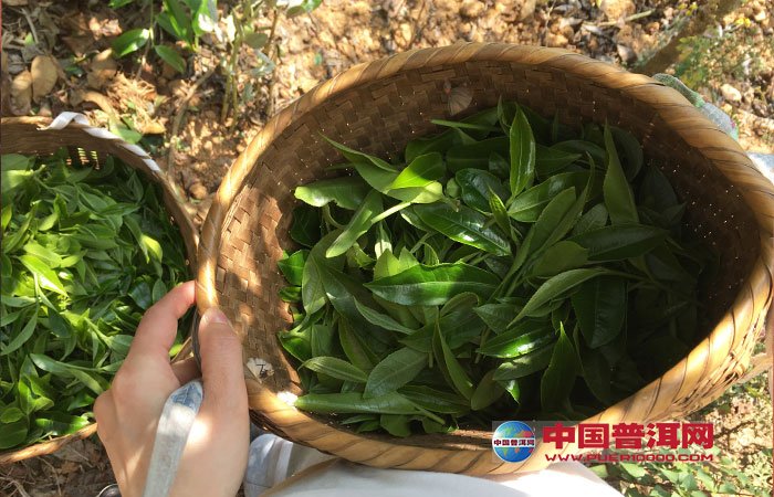 富硒茶原产地茶农(富硒茶在哪里生产)-硒宝网