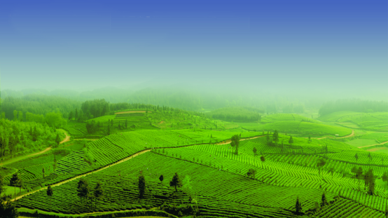 抚州凤岗富硒锌茶(凤冈锌硒富硒茶)-硒宝网