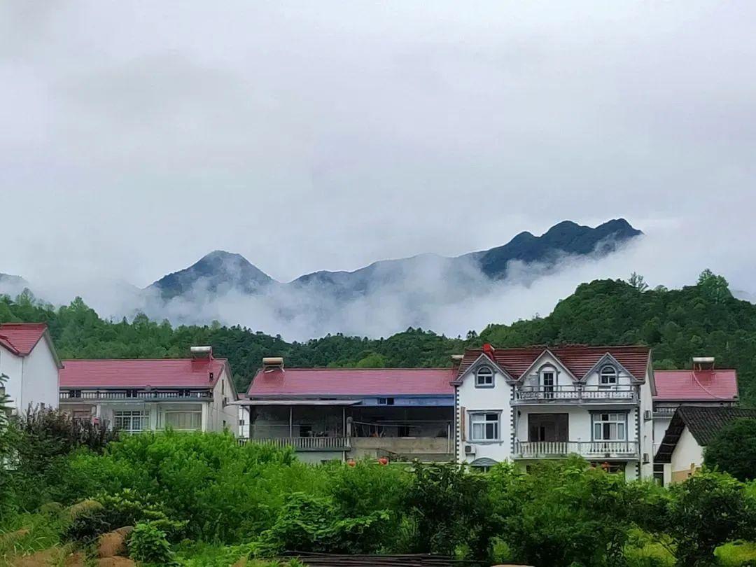 石台仙寓山富硒茶(石台县仙寓山硒茶)-硒宝网