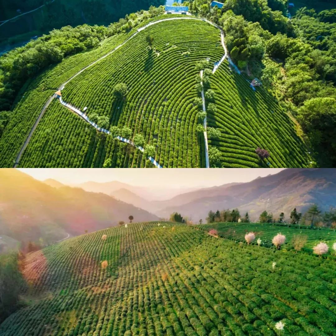 紫阳富硒茶回甘吗（紫阳富硒茶的等级）-硒宝网