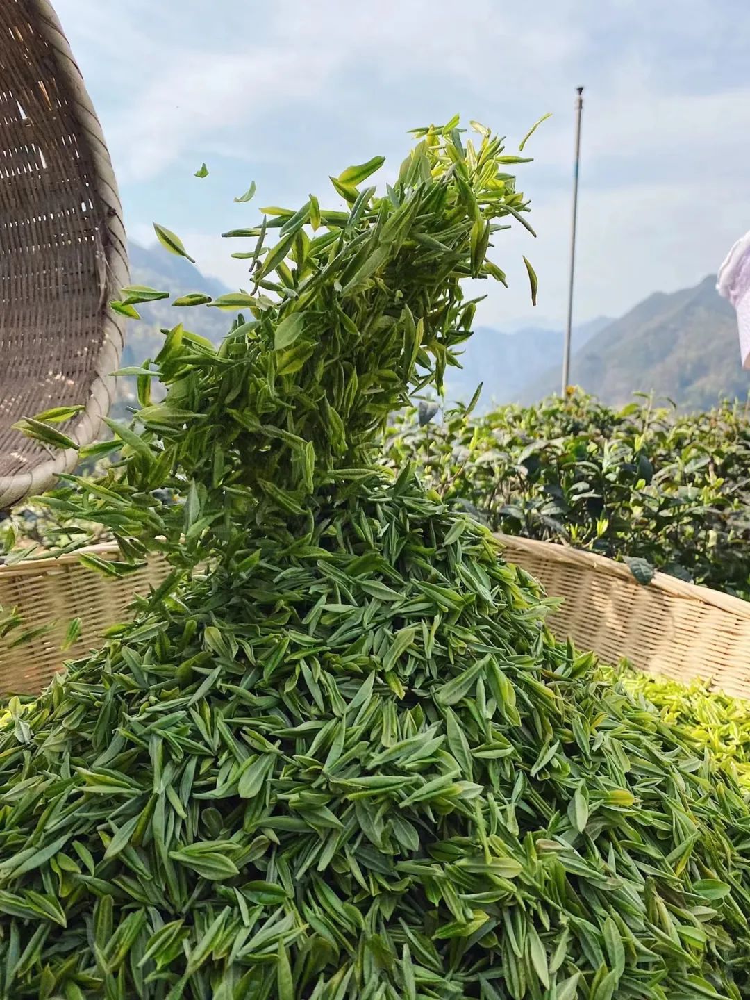 紫阳富硒茶回甘吗（紫阳富硒茶的等级）-硒宝网