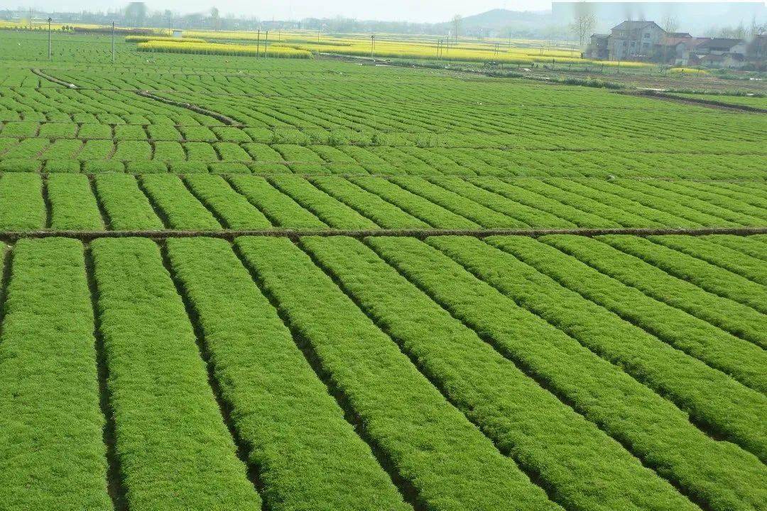 安康市富硒茶蚕丝(安康富硒茶最古老的茶)-硒宝网