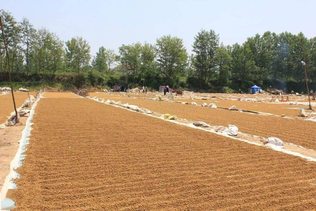 安康市富硒茶蚕丝(安康富硒茶最古老的茶)-硒宝网