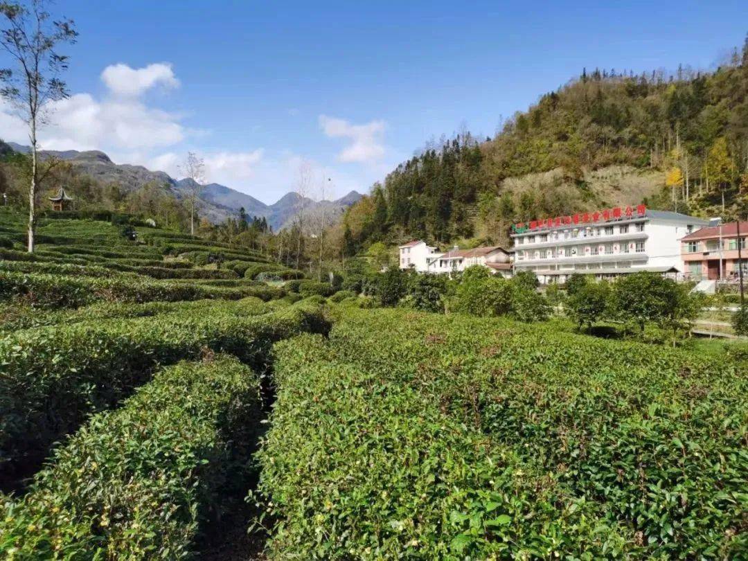 安康市富硒茶蚕丝(安康富硒茶最古老的茶)-硒宝网