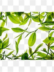 桥本能喝富硒茶吗(桥本补硒吃多久)-硒宝网